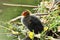 Young chick of common european coot