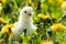 Young Chick in grass