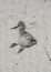 Young chick of Pied Avocet