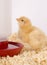 Young Chicken Animal Poultry in Bedding