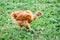 Young chicken of breed naked neck goes ongrass in the garden_