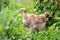 Young chicken breed naked neck walks in the garden in the thick grass