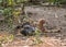 Young chicken sleeping in garden