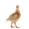 Young chicken standing on white background