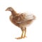 Young chicken standing on white background use for livestock and