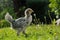 Young Chicken Walking on Lawn