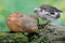 A young chicken was eating a ripe papaya that fell on a rock overgrown with moss.