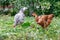 Young chickens breed naked neck in the garden graze on mown grass