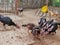 Young chickens getting fed in a coop with their feather loss, being pulled off by a rooster in the same house