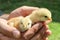 Young chickens in men`s working hands.