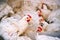 Young chickens on a poultry farm