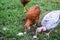 Young chickens walk on the green grass and eat food