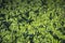 Young chickpea plants with fresh sour leaves at the beginning of flowering phase