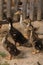 Young chicks of gray domestic ducks in a rural yard