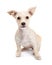 Young Chihuahua Crossbreed Puppy Looking Forward