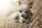 Young chihuahua dog rest on rice straw