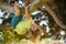 Young child blond boy climbing tree. Happy child playing in the garden climbing on the tree. Kids climbing trees