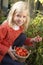 Young child harvesting tomatoes