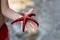 Young child, holding red starfishes in his hands on the beach