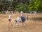 Young child learning to ride in the Upper Hunter Valley, NSW, Australia