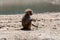 Young child olive baboon monkey sitting and eating bamboo leaves