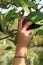 Young child\'s hand reaching up to pick an apple