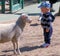 Young child with sheep in petting zoo