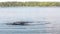 Young child trying to swim as wave in lake water