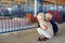 Young Children Looking at Pigs at County Fair