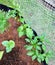 Young chili plant in garden soil