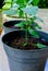 young chili seeds in black and white plastic pots