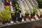 Young chilli pepper, Serrano Tampiqueno variety, growing in pots on a shelf in a polytunnel.