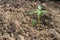 Young chilli plant in farm