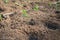 Young chilli plant in farm