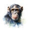 Young chimp portrait, front view. Stylised digital watercolour isolated on white background