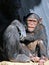 Young Chimpanzee