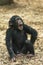 Young Chimpanzee looks ahead