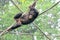 Young chimpanzee playing on wooden frame