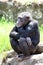 Young chimpanzee seated