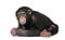 Young Chimpanzee - Simia troglodytes (5 years old)