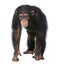 Young Chimpanzee - Simia troglodytes (5 years old)