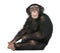 Young Chimpanzee sitting - Simia troglodytes 5 years old