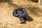 Young Chimpanzee Sleeping on the ground