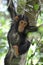 Young chimpanzee on a tree