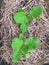 Young chinese cabbage. vegetables grown on straw in tray