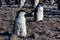 Young chinstrap penguin chick standing among his colony members