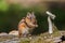 Young chipmunk enjoying a snack, seated on a log in a tranquil outdoor setting