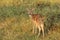 Young Chital