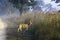 Young chital or cheetal, also known as spotted deer or axis deer male walking in the foggy morning at Jim Corbett National Park, I