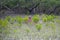 Young chital deer, Axis axis, Mangrove forest, Sundarbans, Ganges delta, India